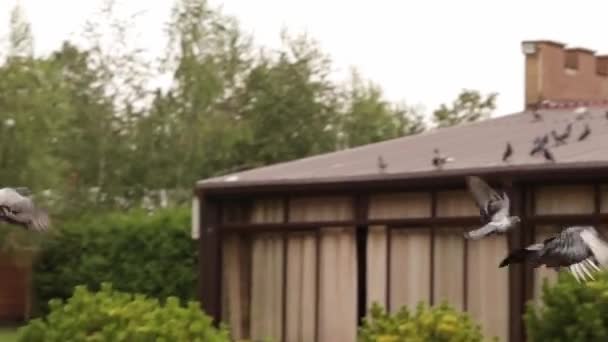Muitos Pombos Estão Voando Sentados Telhado Marrom Restaurante Parque Verde — Vídeo de Stock