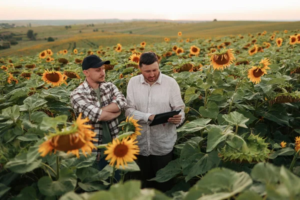 Smart farming. Two farmers using digital tablet for examine and check sunflowers in field. Agronomist team, analyse results of quality organic harvest. Agribusiness. Agriculture modern technology