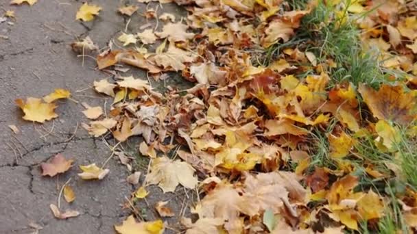 秋天的城市公园里 沿着五彩斑斓的黄褐色落叶的沥青路面平稳地走着 季风落叶 在美丽的大自然中漫步的人行道 — 图库视频影像
