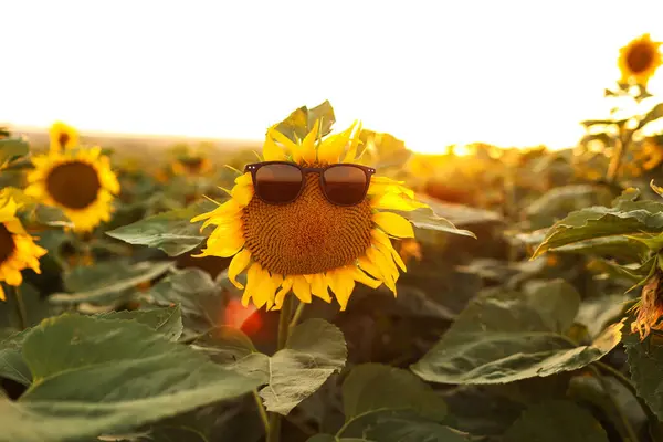 Close up of bright yellow blooming sunflower wearing sunglasses in a field on sunset. Summer holiday vacation and weekend concept. Fun idea of sunflower face in summertime for positive banner