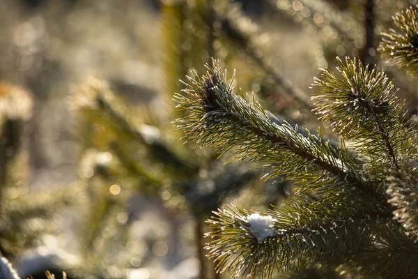 Close up young evergreen pine tree branches with long its needles in the forest or park on sunny day. Christmas, New year gift card. Coniferous lush fir. Festive natural background.