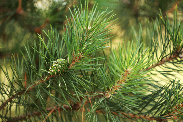 Coniferous trees in spring. Close up of cones and young shoots on the pine branches. Young buds with cones on spruce. Green long needles on a branch with cones