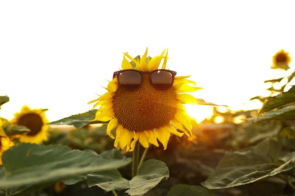 Close up of bright yellow blooming sunflower wearing sunglasses in a field on sunset. Summer holiday vacation and weekend concept. Fun idea of sunflower face in summertime for positive banner