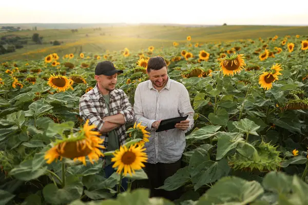 Akıllı çiftçilik. Tarladaki ayçiçeklerini incelemek ve kontrol etmek için dijital tablet kullanan iki çiftçi. Agronomist ekip, kaliteli organik hasat sonuçlarını analiz edin. Tarım işi. Tarım modern teknoloji