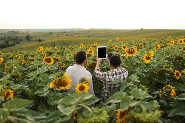 Smart farming. Back view of farmers using digital tablet for take photo, check, examine blooming sunflowers field. Agronomists farmland inspects, analysing harvest the plantation. Agribusiness.