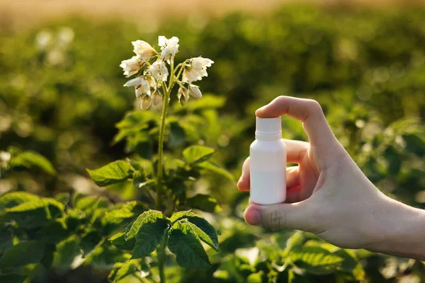 Garden season problems and solution. Cropped photo hand of farmer holds white bottle with mock up for poison, pesticide liquid from plant diseases and pests on natural potatoes blooming background.