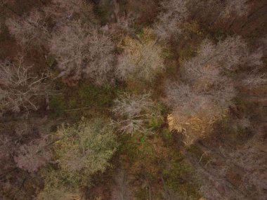 Sabahları sisli sonbahar yaprak döken ormanın hava aracı görüntüsü. Sonbahar mevsiminde ormandaki yapraksız ağaçların en üst görüntüsü. Kahverengi, yeşil ve sarı ağaçlar. Ekoloji ve çevre.