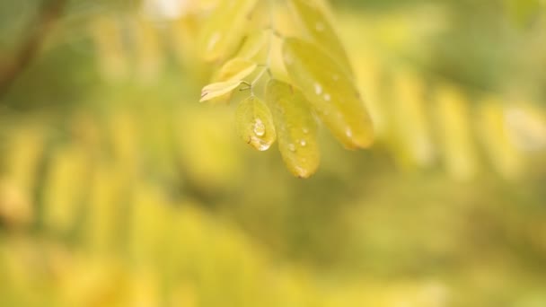Nahaufnahme Von Akazienblättern Leuchtend Gelb Mit Regentropfen Die Sich Wind — Stockvideo