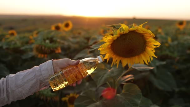 Erkek Çiftçi Günbatımında Tarlada Açan Sarı Ayçiçeklerinin Arka Planında Plastik — Stok video