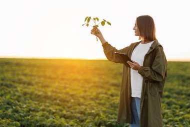 Dijital tabletli kadın çiftçi soya bitkisini tarlada inceler ve kontrol eder. Agronomist hasattan önce filizlerin büyümesini ve gelişimini kontrol eder. Akıllı soya fasulyesi teknolojisi.