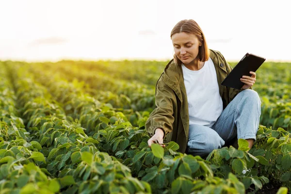 現代アグリビジネス デジタルタブレットを有する女性農家は 現地の大豆植物の緑色の葉を検査し チェックします 農業は芽の成長と発達をコントロールする スマート農業技術 ストック写真