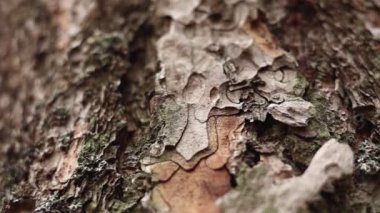 Kamerayı kapat. Çatlak ağaç kabuğunun yüzeyine doğru hareket ediyor. Ağaç gövdesi dokusunda yosun ya da yosun var. Koruyucu katman, koruyucu ağaç dış elementlerden