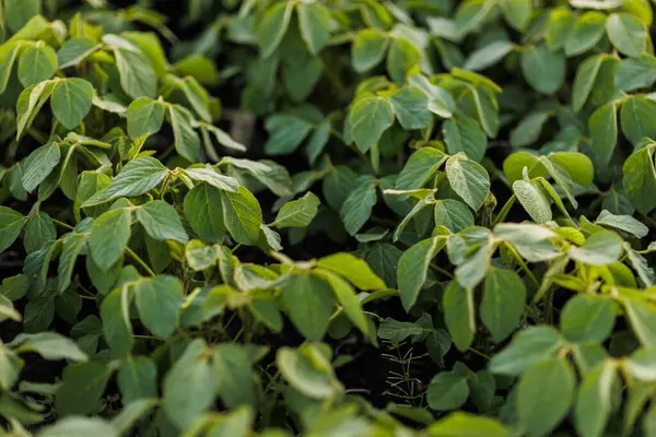 Tarım. Tarlada sıra sıra yetişen soya fasulyesi yeşili bitkiler. Organik tarım. Tarım soya bitkisi çiftliği, sağlıklı yiyecekler. Modern tarım sektörü. Biyolojik yaşam tarzı tarım arazisi.