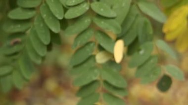 Akasya ağacının dallarına yakın, üzerinde yağmur damlaları olan parlak yeşil yapraklar var. Siyah çekirge ağacının yeşil yapraklarında sabah çiği damlaları. Robinia psödoacia. Doğa arkaplanı.
