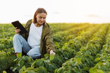 Modern tarım sektörü. Dijital tabletli kadın çiftçi tarlada soya fasulyesinin yeşil yapraklarını inceliyor ve kontrol ediyor. Agronomist, filizlerin büyümesini ve gelişmesini kontrol eder. Akıllı tarım teknolojisi