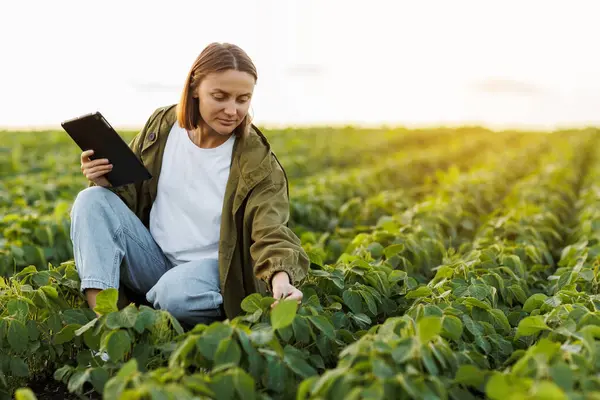 現代アグリビジネス デジタルタブレットを有する女性農家は 現地の大豆植物の緑色の葉を検査し チェックします 農業は芽の成長と発達をコントロールする スマート農業技術 ロイヤリティフリーのストック画像