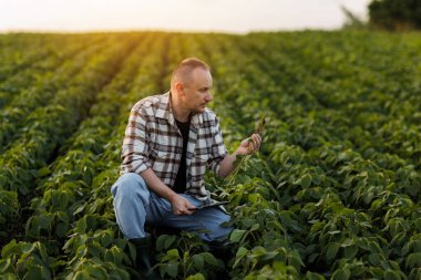 Akıllı çiftçilik. Dijital tabletli çiftçi tarladaki soya fasulyelerinin büyümesini ve gelişimini kontrol ediyor. Agronomist hasat etmeden önce yeşil soya filizlerinin köklerini inceler ve kontrol eder. Tarım sektörü.
