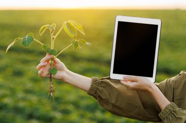 Kadın tarım uzmanının kesilmiş fotoğraf elleri dijital tablet tutuyor. Sahte ekran ve soya bitkisi de sahada. Akıllı tarım soya fasulyesi teknolojisi. Modern tarım sektörü. Kalite kontrol büyümesi ve gelişimi.