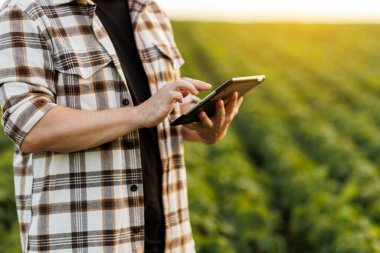 Modern tarım sektörü. Tanınmayan erkek çiftçi, soya fasulyesi tarlasını analiz etmek için dijital tablet kullanır. Akıllı tarım teknolojisi. Hasattan önce lahanaların kalite kontrol büyümesi ve gelişimi.