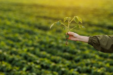 Doğal ekilmiş soya tarlası arka planında çiftçinin elindeki soya fasulyesi bitkisini kapatın. Tarım çevresel koruma. Ekinler büyümenin ve filizlerin gelişiminin konseptini ve kontrolünü önemser