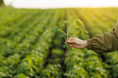 Doğal ekilmiş soya tarlası arka planında çiftçinin elindeki soya fasulyesi bitkisini kapatın. Tarım çevresel koruma. Ekinler büyümenin ve filizlerin gelişiminin konseptini ve kontrolünü önemser