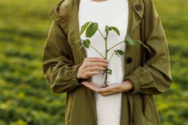 Dişi çiftçi, soya tarlasında sağlıklı yaprakları ve kökleri olan soya fasulyesi yetiştiriyor. Agronomist, filizlerin büyümesini ve gelişimini kontrol eder, organik ürünleri inceler ve kontrol eder