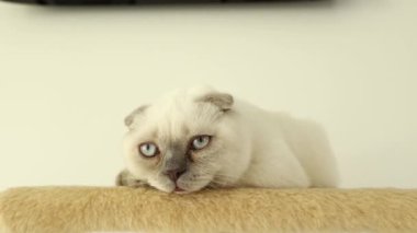 Beyaz-gri tüylü İskoç kedisi mavi gözlü yumuşak hayvan yatağında dinleniyor beyaz arka planda, yakın plan. Safkan kedi kameraya bakıyor. Evcil hayvan yaşam tarzı