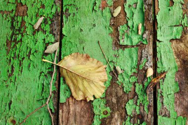 Sonbahar sarısı dökülen yapraklar ve kırık yeşil boyalı tahtaların eski ahşap arka plan dokusunda dallar. Eski püskü ahşap paneller, çerçeve, düz döşeme. Sonbahar mevsimi konsepti.