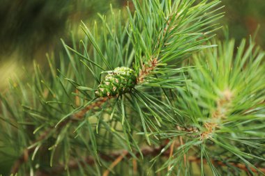 Coniferous trees in spring. Close up of cones and young shoots on the pine branches. Young buds with cones on spruce. Green long needles on a branch with cones