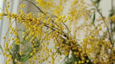Sarı turuncu solmuş mimoza çiçeği buketi, yaklaşın. Masadaki cam vazoda solmuş Acacia tacbata çiçeği. Uygunsuz kesilmiş bitkiler bakım konsepti. Kamera hareket ediyor.