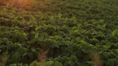 Tarım. Tarlada sıra sıra yetişen soya fasulyesi yeşili bitkiler. Organik tarım. Tarım soya bitkisi çiftliği, sağlıklı yiyecekler. Modern tarım sektörü. Biyolojik yaşam tarzı tarım arazisi.