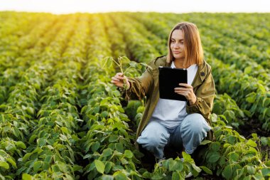 Akıllı tarım soya fasulyesi teknolojisi. Dijital tabletli kadın çiftçi tarladaki soya bitkilerinin köklerini inceliyor ve kontrol ediyor. Agronomist hasattan önce filizlerin büyümesini ve gelişmesini kontrol eder.