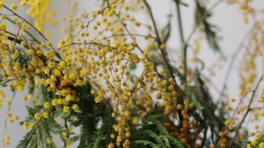 Sarı turuncu solmuş mimoza çiçeği buketi, yaklaşın. Masadaki cam vazoda solmuş Acacia tacbata çiçeği. Uygunsuz kesilmiş bitkiler bakım konsepti. Kamera hareket ediyor.