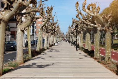 İspanya 'nın Castellon de la Plana şehrinde güneşli bir bahar gününde çıplak ağaçlarla kaplı yürüyüş yolu manzarası. Şehir yolundaki Beetwen yolu ve bisiklet yolu