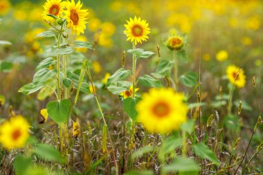 Tarım. Sarı taç yaprakları ve yeşil yapraklarla çiçek açan ayçiçeği başlarını veya Helianthus Annuus 'u yaz sahasında kapatın. Ayçiçeği yağı ve tohum üretimi.