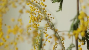 Sarı turuncu solmuş mimoza çiçeği buketi, yaklaşın. Masadaki cam vazoda solmuş Acacia tacbata çiçeği. Uygunsuz kesilmiş bitkiler bakım konsepti. Kamera hareket ediyor.