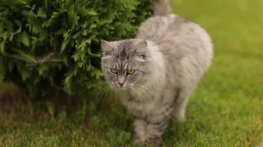 Yetişkin yerli gri tekir kedi bölgesini işaretliyor ve bahçedeki bahçedeki bahçenin bahçesine çiş püskürtüyor. Yaz günü doğada evcil hayvan. Kuyruk sallayan kedi.