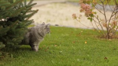 Yetişkin yerli gri tekir kedi bölgesini işaretliyor ve bahçedeki bahçedeki bahçenin bahçesine çiş püskürtüyor. Yaz günü doğada evcil hayvan. Kuyruk sallayan kedi.