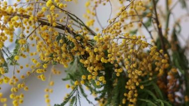 Sarı turuncu solmuş mimoza çiçeği buketi, yaklaşın. Masadaki cam vazoda solmuş Acacia tacbata çiçeği. Uygunsuz kesilmiş bitkiler bakım konsepti. Kamera hareket ediyor.