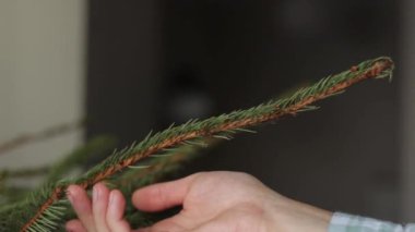 Kadınlar ladin dalına dokunur ve birçok yeşil iğne Noel ağacından doğal köknar dallarından düşer. Yılbaşı tatilinin sonu. Kış tatili bayram sezonu.