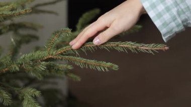 Kadınlar ladin dalına dokunur ve birçok yeşil iğne Noel ağacından doğal köknar dallarından düşer. Yılbaşı tatilinin sonu. Kış tatili bayram sezonu.