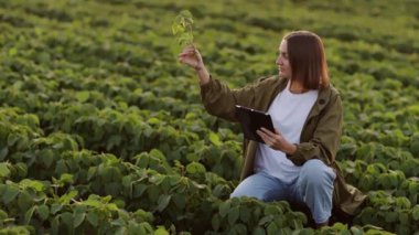 Akıllı tarım soya fasulyesi teknolojisi. Dijital tabletle gülümseyen kadın çiftçi tarladaki soya bitkilerini incelemek ve kontrol etmek için kullanır. Çağdaş tarım sektörü büyümenin kontrolü ve filizlerin gelişimi.
