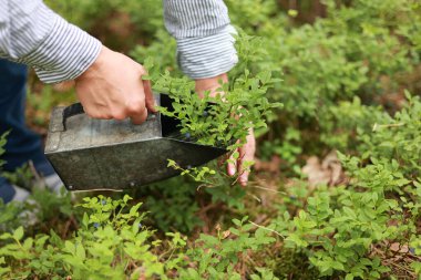 Yabanmersini hasadı. Toplama işlemi ve ormandaki mevsimlik yaban mersinlerini toplamak. Kadın elleri böğürtlen kepçesiyle yabanmersini toplar, özel tırmıkla yabanmersini toplar, çiftlikte tarak toplar..