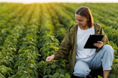 Modern tarım sektörü. Dijital tabletli kadın çiftçi tarlada soya fasulyesinin yeşil yapraklarını inceliyor ve kontrol ediyor. Agronomist, filizlerin büyümesini ve gelişmesini kontrol eder. Akıllı tarım teknolojisi
