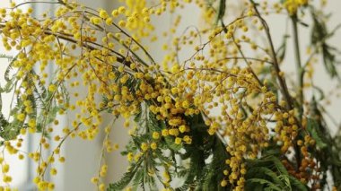 Sarı turuncu solmuş mimoza çiçeği buketi, yaklaşın. Masadaki cam vazoda solmuş Acacia tacbata çiçeği. Uygunsuz kesilmiş bitkiler bakım konsepti. Kamera hareket ediyor.