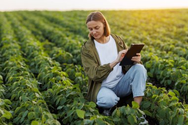 Kadın çiftçi, tarladaki soya fasulyesi bitkilerini analiz etmek ve kontrol etmek için dijital tablet kullanıyor. Modern tarım sektörü. Agronomist hasattan önce filizlerin büyümesini ve gelişmesini kontrol eder. Akıllı tarım teknolojisi.