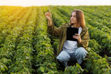 Dijital tabletli kadın çiftçi soya bitkisini tarlada inceler ve kontrol eder. Agronomist hasattan önce filizlerin büyümesini ve gelişimini kontrol eder. Akıllı soya fasulyesi teknolojisi.