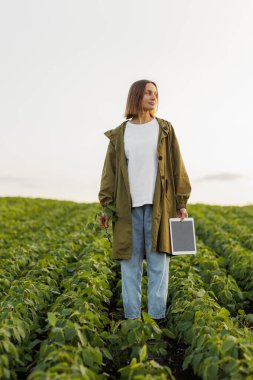 Akıllı tarım soya fasulyesi teknolojisi. Sahadaki soya bitkilerini dijital tabletle inceleyen kadın çiftçi. Agronomist hasattan önce filizlerin büyümesini ve gelişmesini kontrol eder.