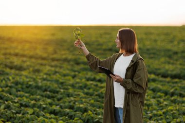 Dijital tabletli kadın çiftçi soya bitkisini tarlada inceler ve kontrol eder. Agronomist hasattan önce filizlerin büyümesini ve gelişimini kontrol eder. Akıllı soya fasulyesi teknolojisi.