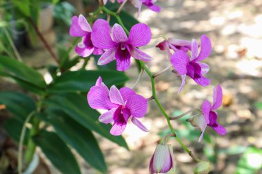 Tropik bahçede orkideler çiçek, doğa arka planı.